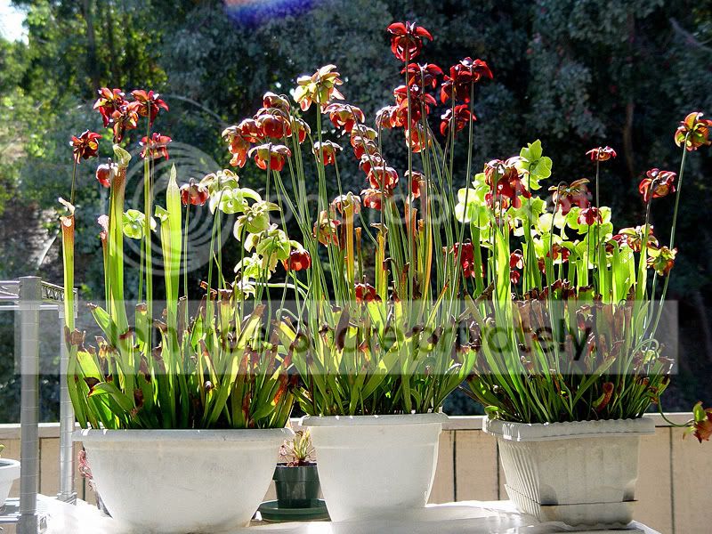 sarr_flowers_08_06.jpg