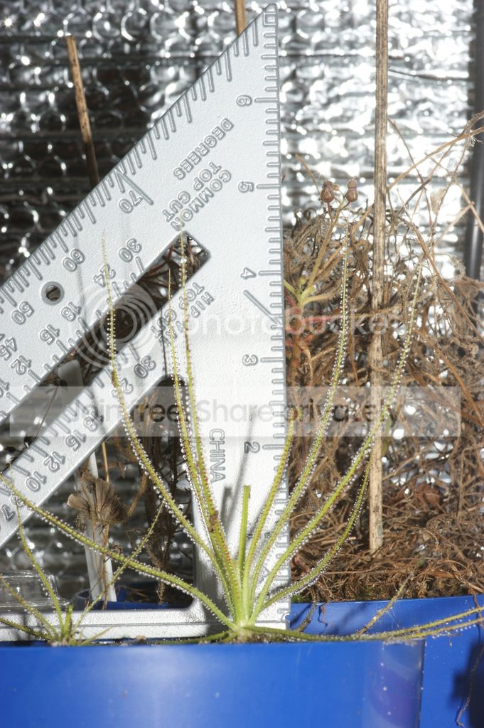 Drosophyllum%20004.jpg