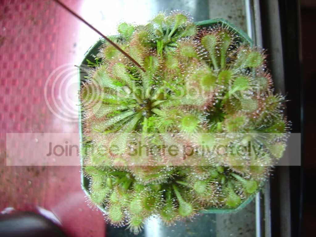 PotoDrosera.jpg