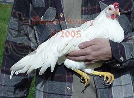 white-hen.jpg