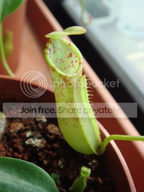 northiana_sunlight.jpg