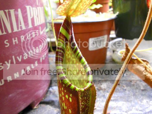 Nspectabillis_3-24-11.jpg