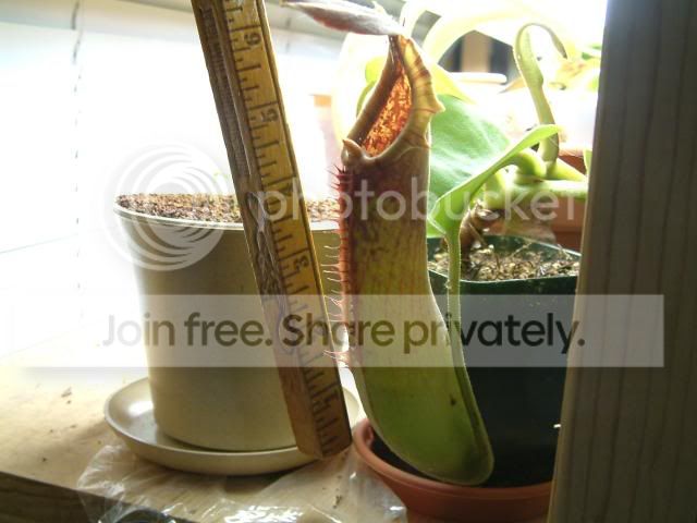Moreplants001.jpg