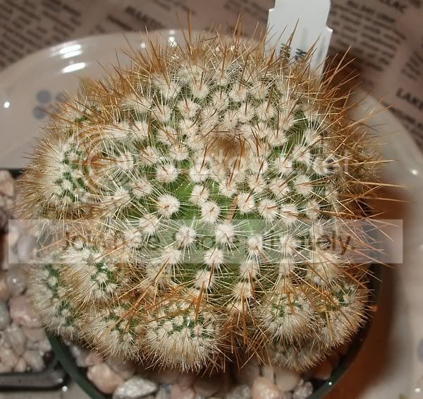 cactuspics08013.jpg