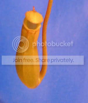 Pitcher.jpg