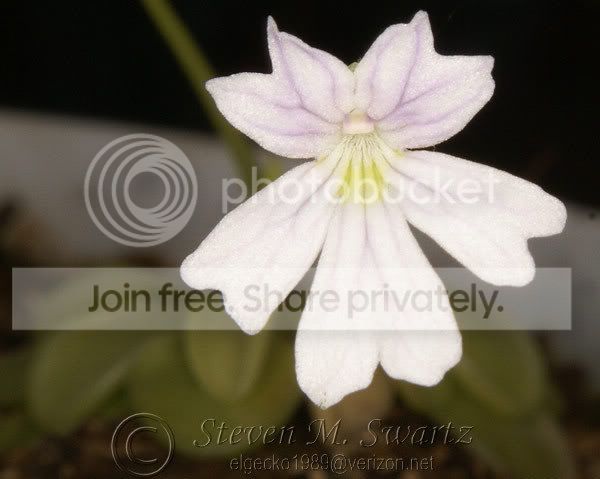 PFlower.jpg