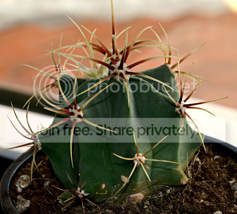 Cacti1.jpg