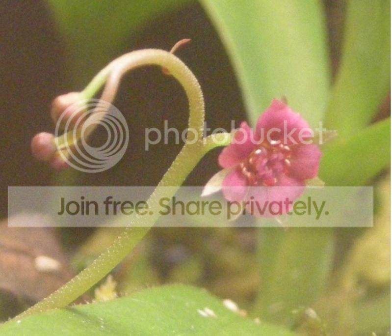 proliflower.jpg
