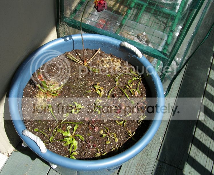 BogGarden_1week_zps9f38c6ac.jpg