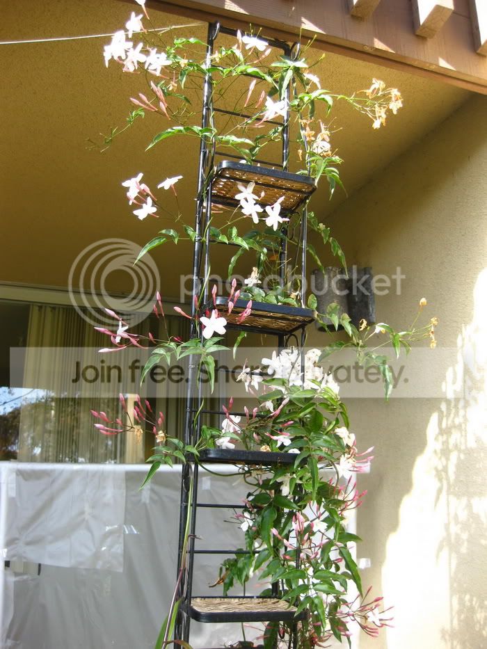 PinkJasmine.jpg