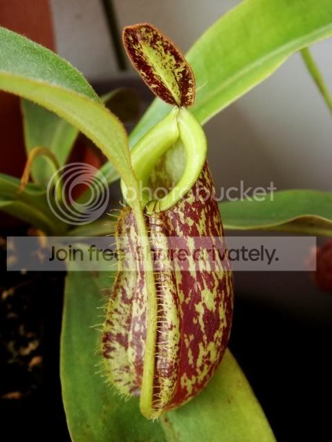 kuchinensis.jpg