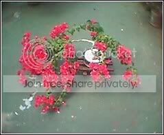 BUGAINVILLEASCARLETTBONSAI2.jpg