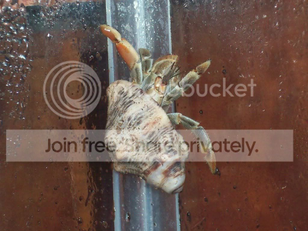 hermitcrabs046.jpg
