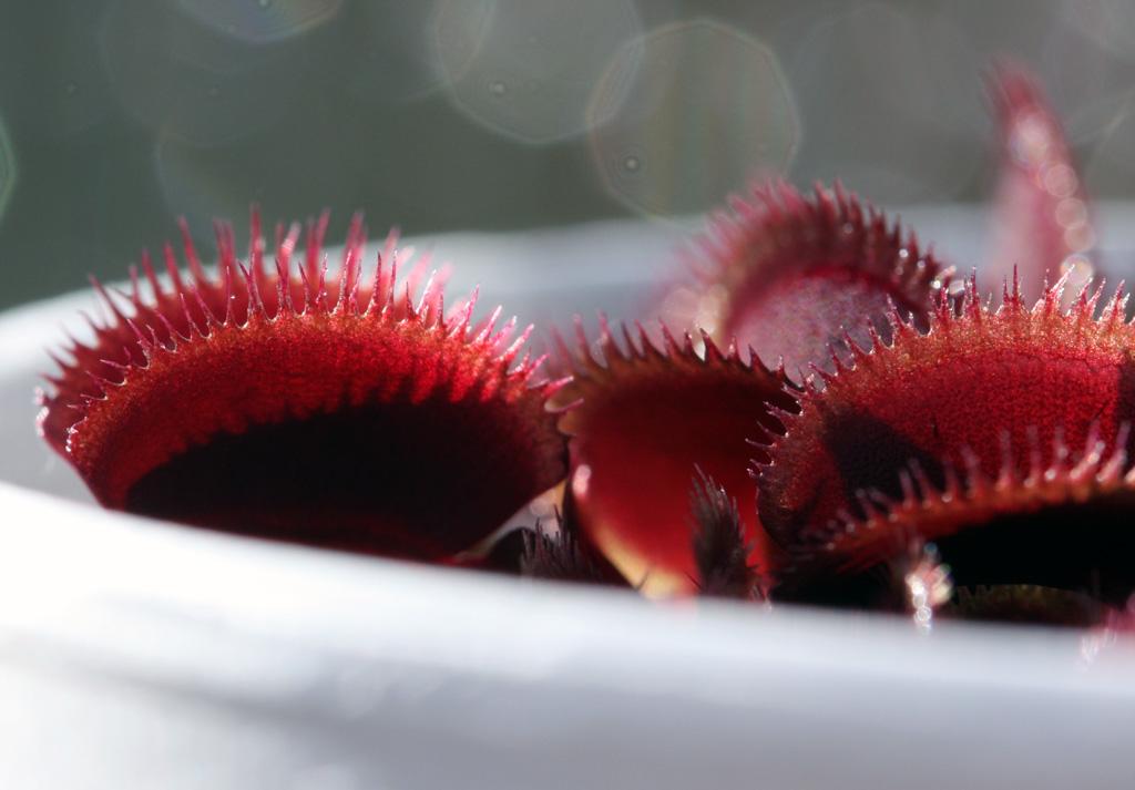 Red_Sawtooth10.jpg