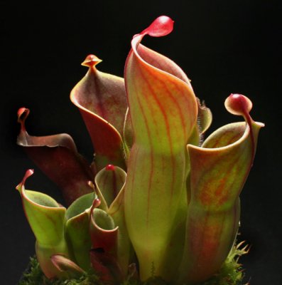 heliamphora_minor_865.jpg