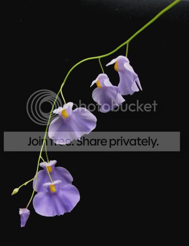 Ulongifolia051611RS.jpg