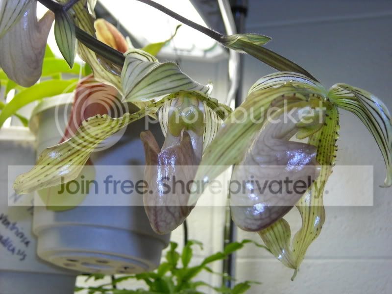 Orchid2.jpg
