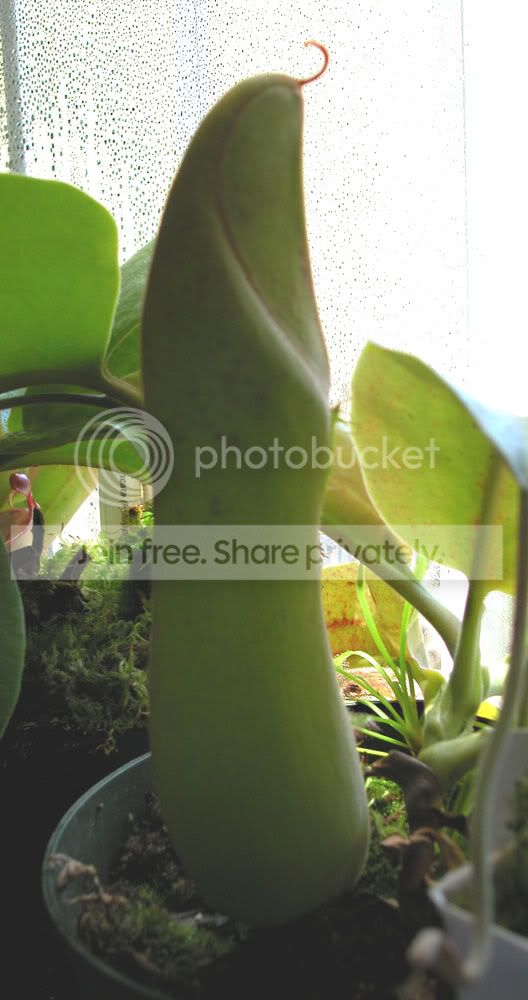 NTRUNCATA-1.jpg