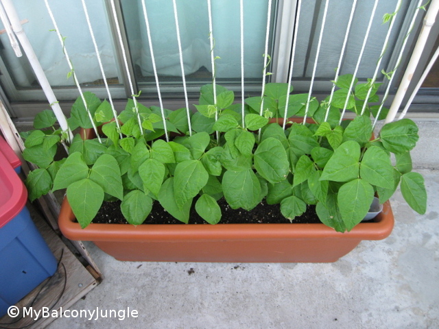 short_beans_large.jpg