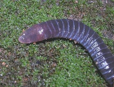 gymnophiona.jpg