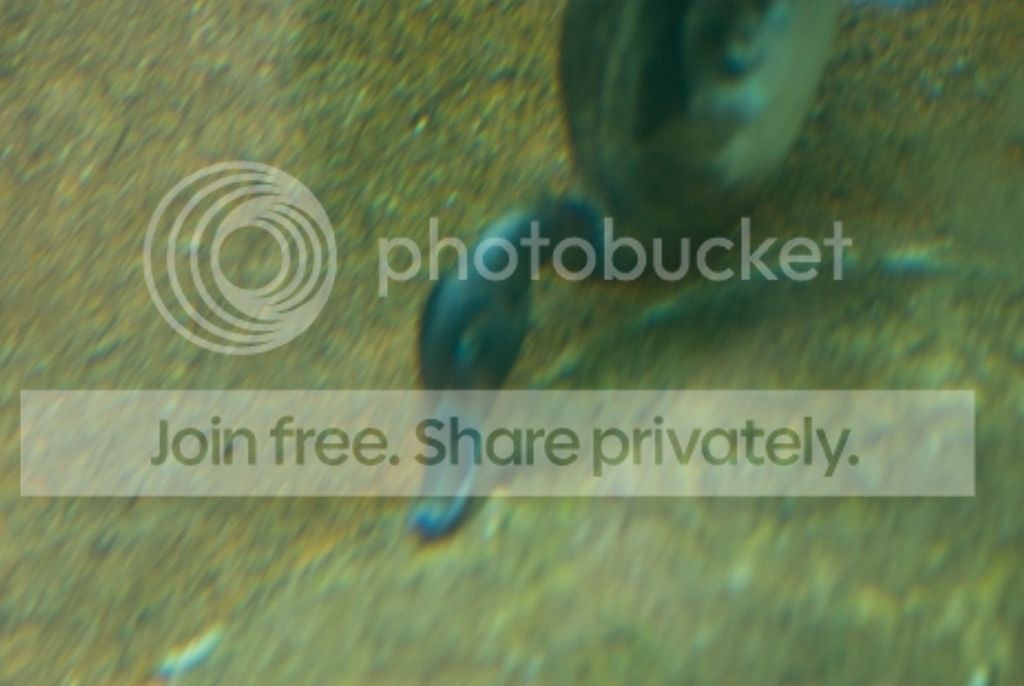 IMGP3470_zpsg4bimqgn.jpg