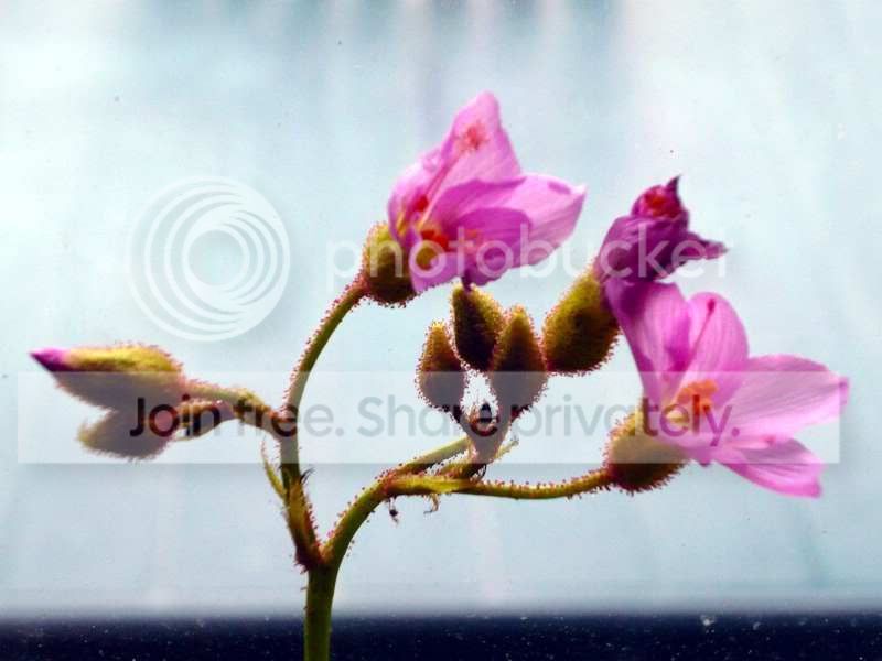 D_regia_flowering.jpg