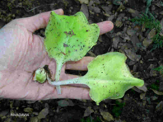 macrophylla.jpg