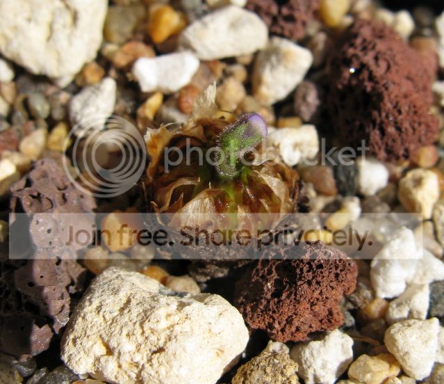 IMG_9222-P-heterophylla-AW-July-17-2012.jpg