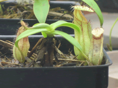 N_hamata_side_view.gif