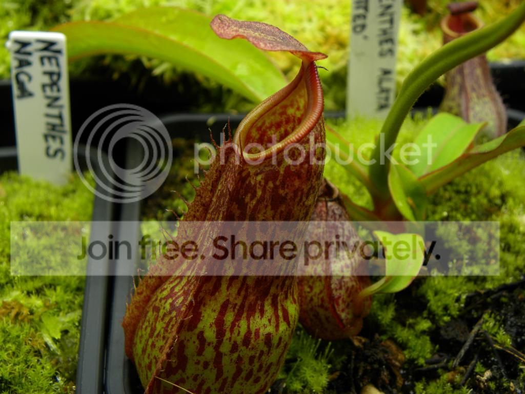 001_zps9dba956a.jpg