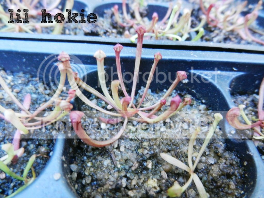 seedling.jpg