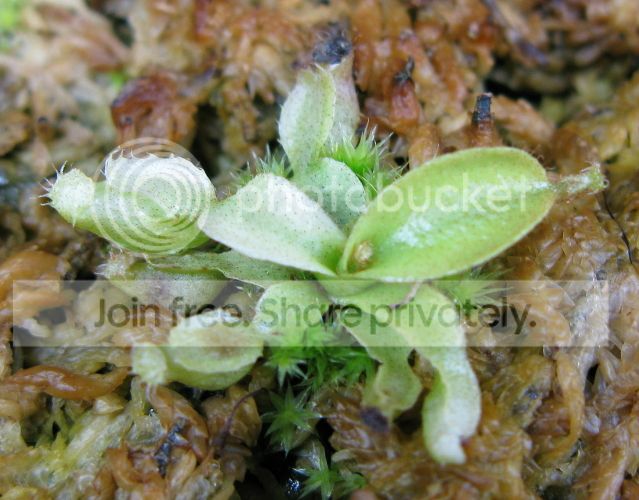 IMG_2475-N-veitchii-seedling.jpg