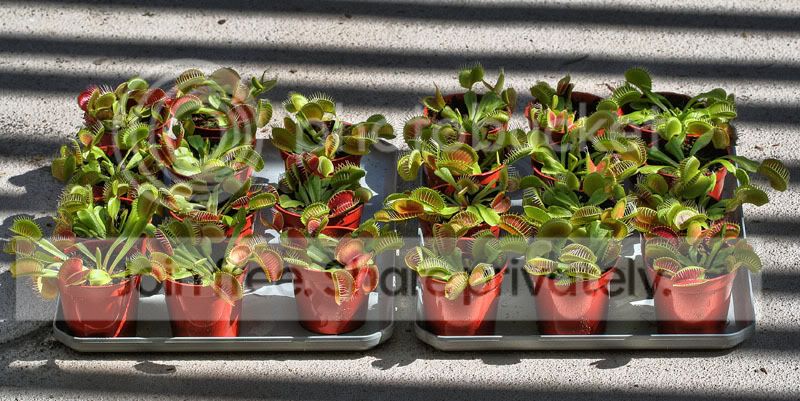 tray_of_vfts.jpg
