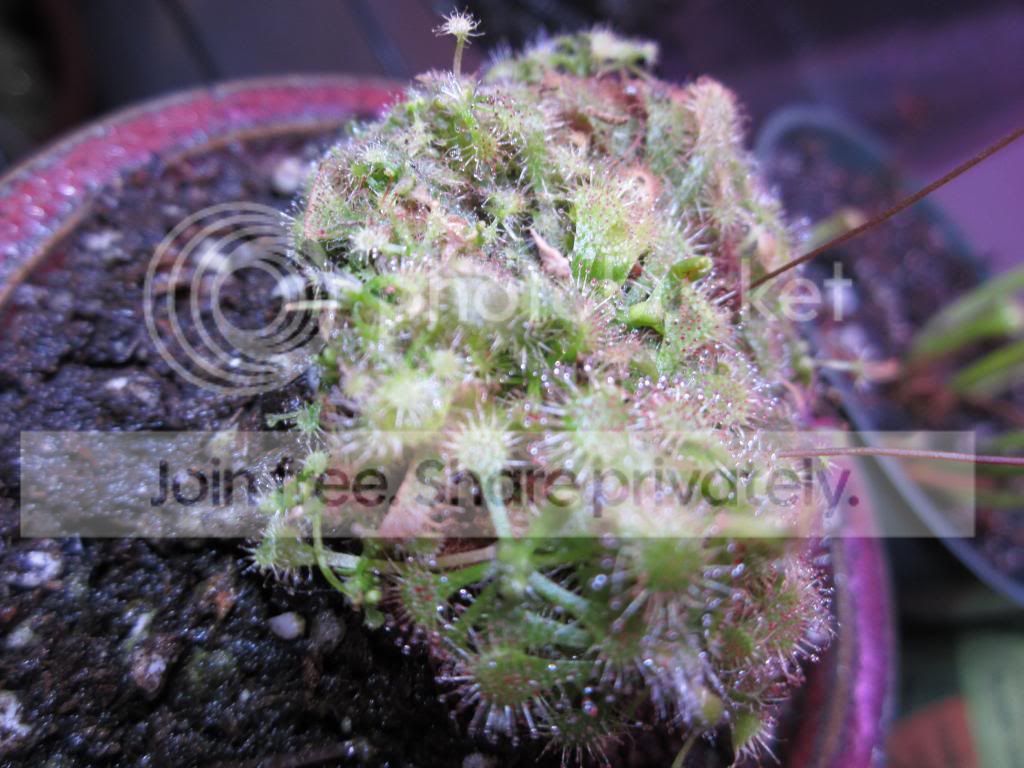 spatchulata_zpse1f13c60.jpg