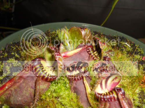 cephalotus_5-17-11.jpg