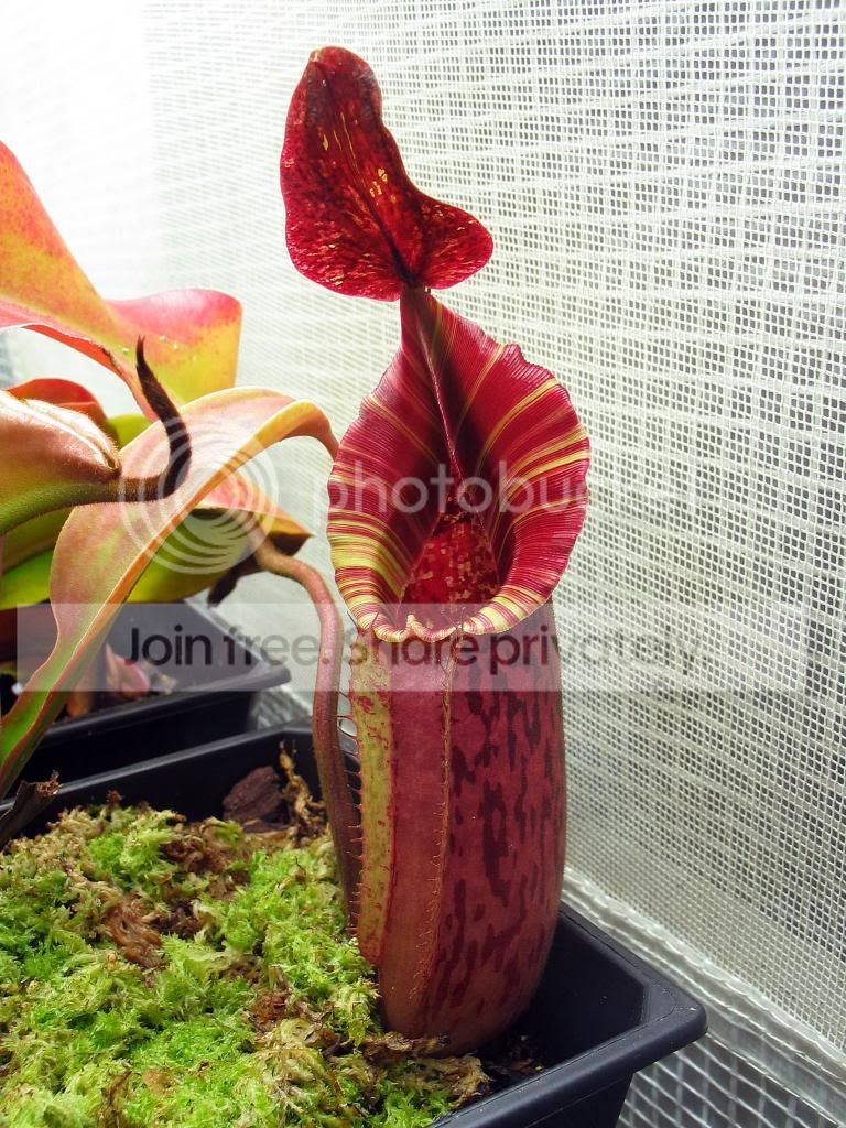 IMG_4285_zps0c93e674.jpg