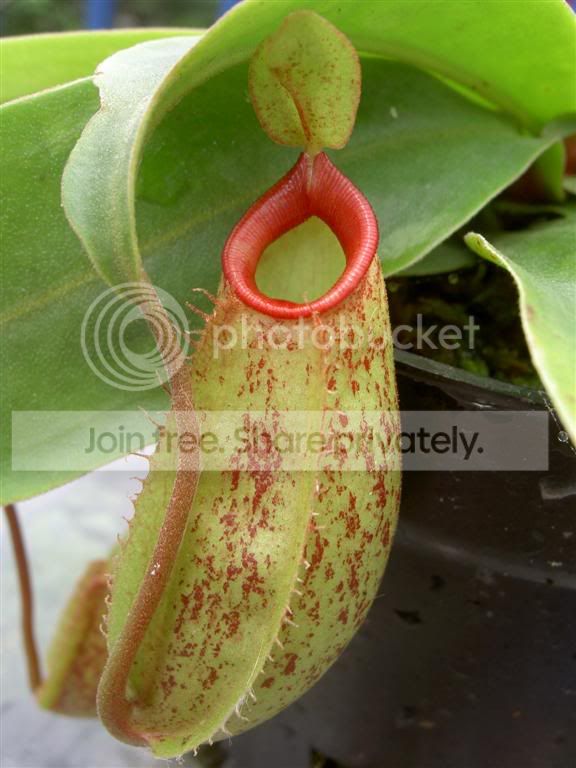 Nepenthestobaicaxampullaria060609La.jpg