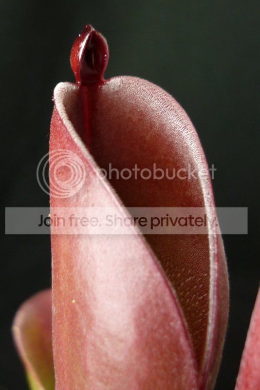 HpulchellaAmuripitcher1102011RS.jpg