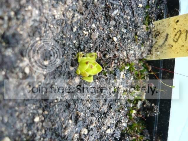 Pinguicula_fiorii_hibernacle.jpg