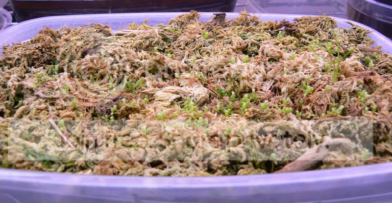 Nmixhybridseedlingsjune.jpg