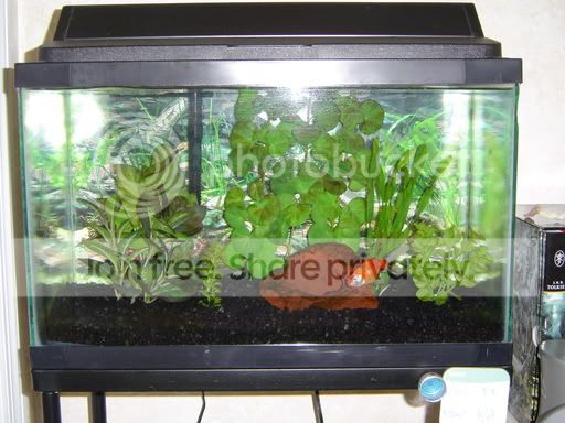 fishtank_before001.jpg