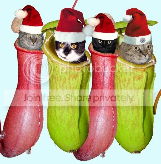 cats_pitchers.jpg