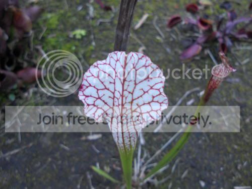 Sleucophylla02_10-5-11.jpg