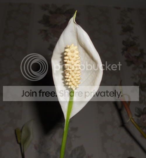spath_5-6-11.jpg