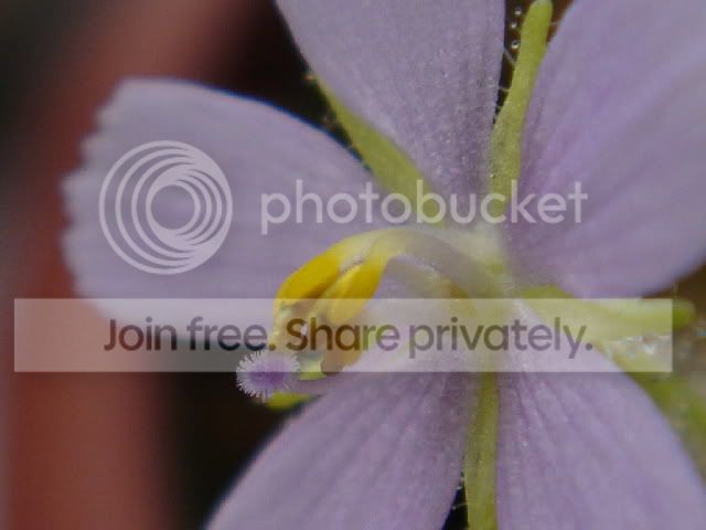 byblisstigmaanthers110306.jpg