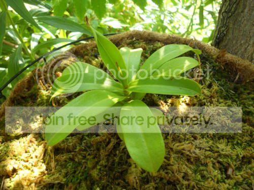 Nventricosa_7-23-11.jpg