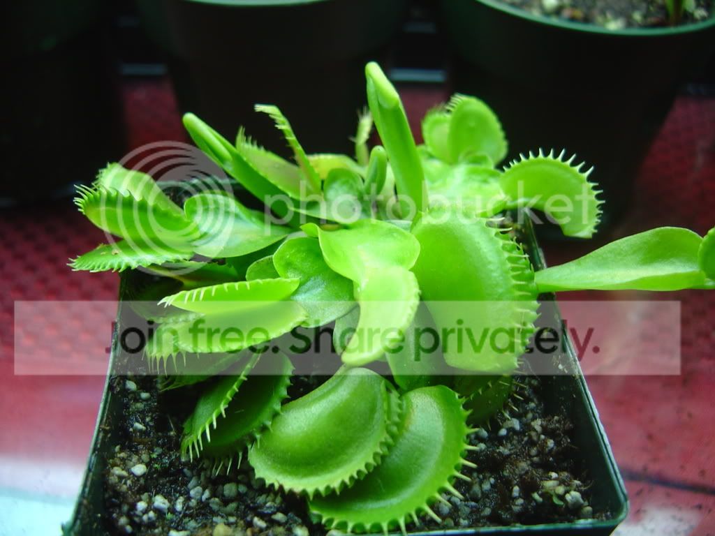 DentateVFTs006.jpg