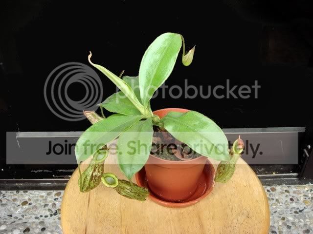 kuchingensis_BE_plant.jpg