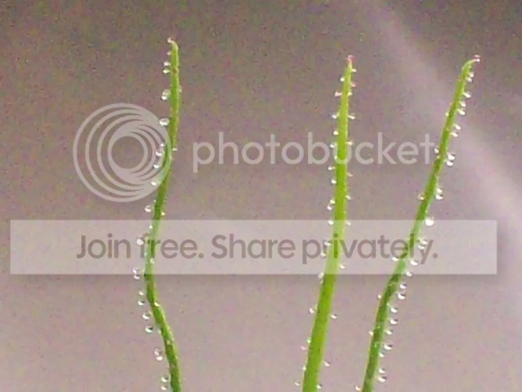 Picture026-1.jpg