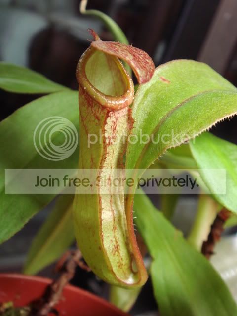 mirabilis_pitcher.jpg